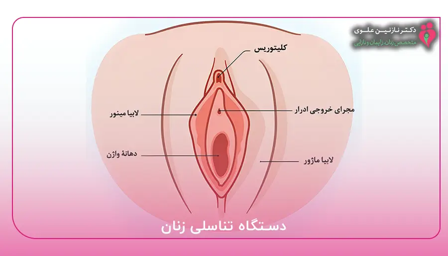 عکس اعضای بدن زن با اسم