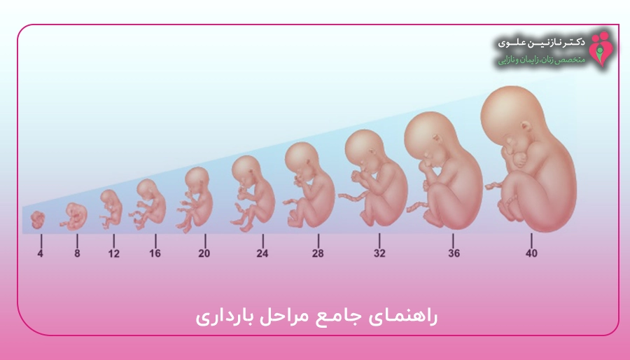 راهنمای جامع مراحل بارداری