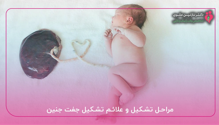 مراحل تشکیل و علائم تشکیل جفت جنین